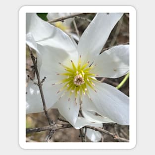 Clematis Sticker